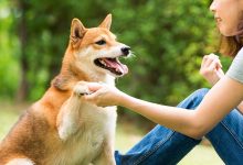 Top 9 Things You Need To Know Before Getting A Dog