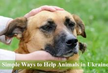 5 Simple Ways to Help Animals in Ukraine