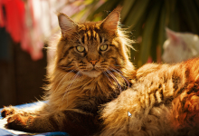 Cats care