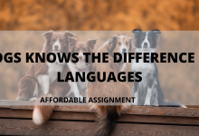 DOGS KNOWS THE DIFFERENCE OF LANGUAGES