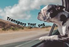 How to Transport Your Dog Long Distance