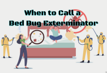 bed bug exterminator
