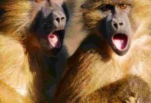 capuchin monkey for adoption