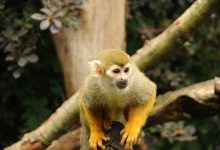 capuchin monkey for adoption