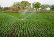 Information related to Beneficial Groundnut Farming in India