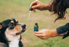 What kind of CBD Product is best for your Pet?