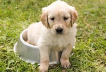 How to stop Australian Shepherd from biting