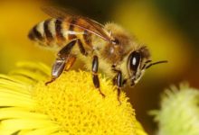 affordable bee hive removal brisbane