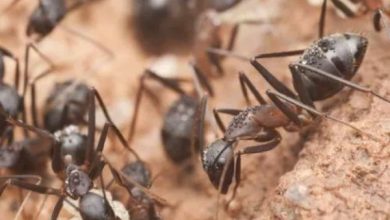 ant specialist Brisbane