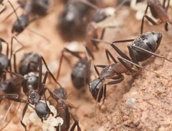 ant specialist Brisbane