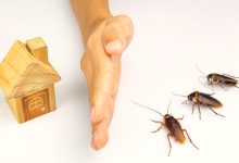 cockroach treatment services brisbane