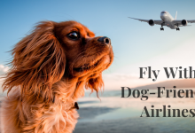 frontier airline customer service support number