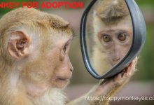 monkey for adoption