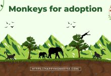 Capuchin monkey for adoption