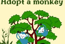Adopt a monkey
