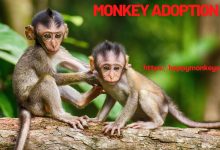 monkey for sale