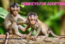 monkeys for adoption