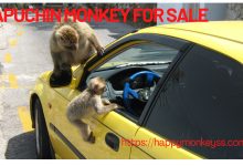 Capuchin monkey for sale
