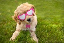 Labradoodle Puppies for sale